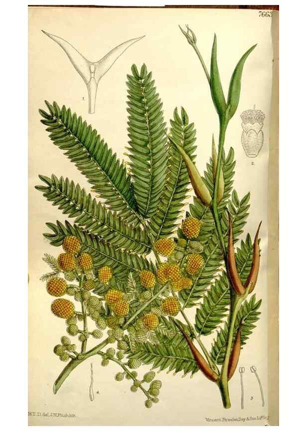 Reproducción/Reproduction 35162944013: Curtis's botanical magazine.. London ; New York [etc.] :Academic Press [etc.]