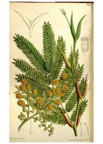 Reproducción/Reproduction 35162944013: Curtis's botanical magazine.. London ; New York [etc.] :Academic Press [etc.]