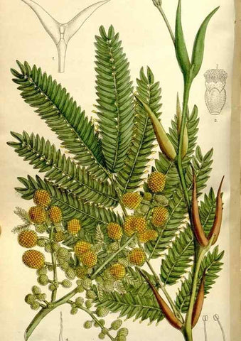 Reproducción/Reproduction 35162944013: Curtis's botanical magazine.. London ; New York [etc.] :Academic Press [etc.]