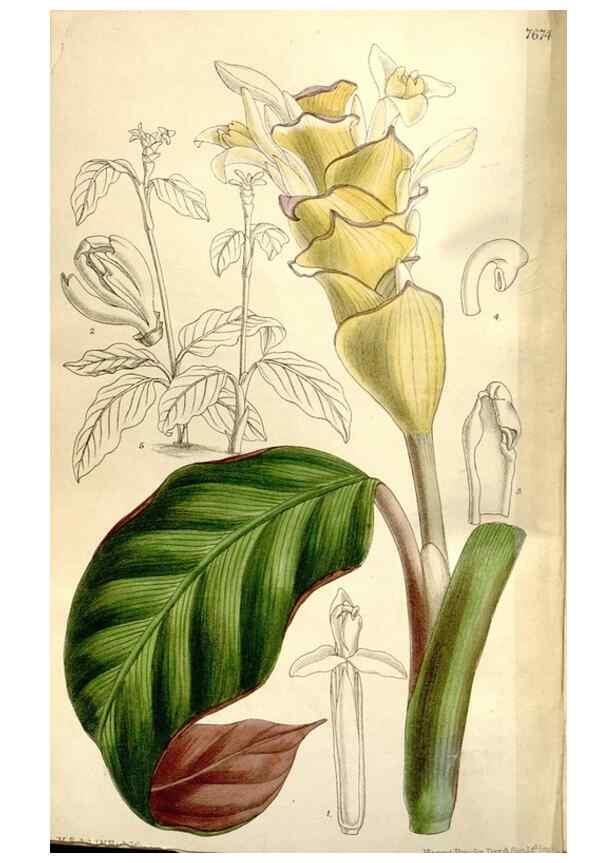 Reproducción/Reproduction 35802230922: Curtis's botanical magazine.. London ; New York [etc.] :Academic Press [etc.]