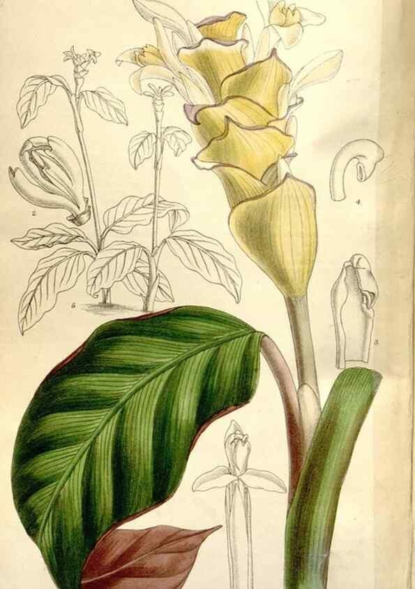 Reproducción/Reproduction 35802230922: Curtis's botanical magazine.. London ; New York [etc.] :Academic Press [etc.]
