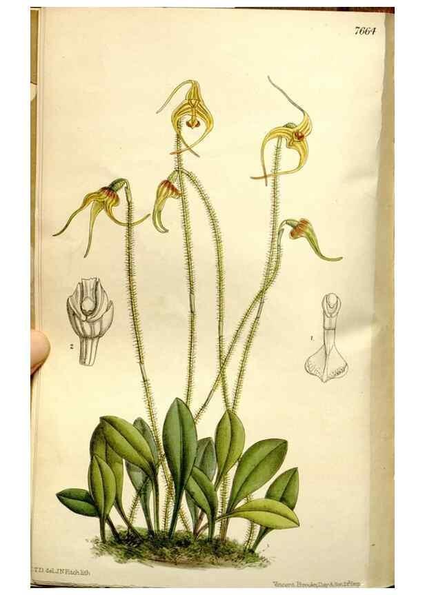 Reproducción/Reproduction 35931512616: Curtis's botanical magazine.. London ; New York [etc.] :Academic Press [etc.]