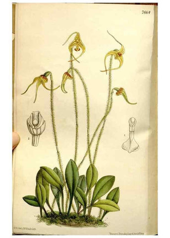 Reproducción/Reproduction 35931512616: Curtis's botanical magazine.. London ; New York [etc.] :Academic Press [etc.]