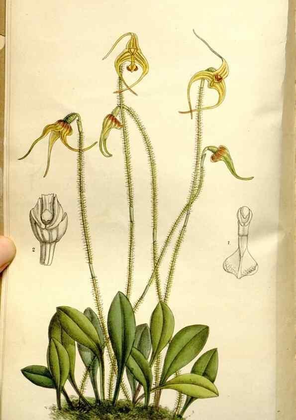 Reproducción/Reproduction 35931512616: Curtis's botanical magazine.. London ; New York [etc.] :Academic Press [etc.]