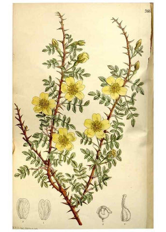 Reproducción/Reproduction 35931519196: Curtis's botanical magazine.. London ; New York [etc.] :Academic Press [etc.]