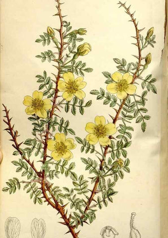 Reproducción/Reproduction 35931519196: Curtis's botanical magazine.. London ; New York [etc.] :Academic Press [etc.]