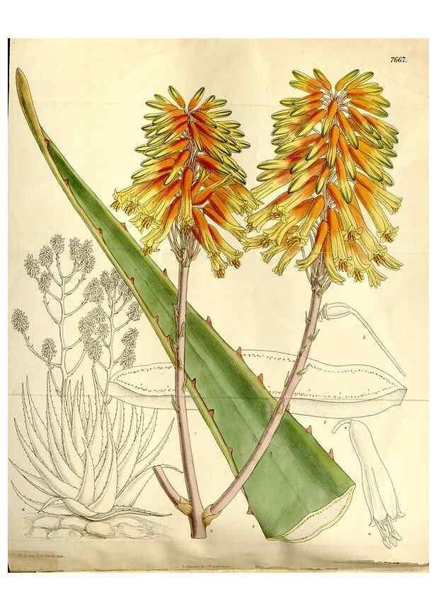 Reproducción/Reproduction 35133031494: Curtis's botanical magazine.. London ; New York [etc.] :Academic Press [etc.]