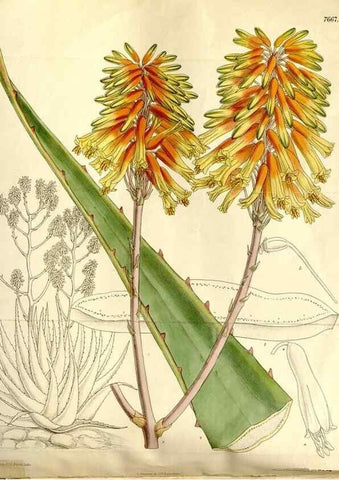 Reproducción/Reproduction 35133031494: Curtis's botanical magazine.. London ; New York [etc.] :Academic Press [etc.]