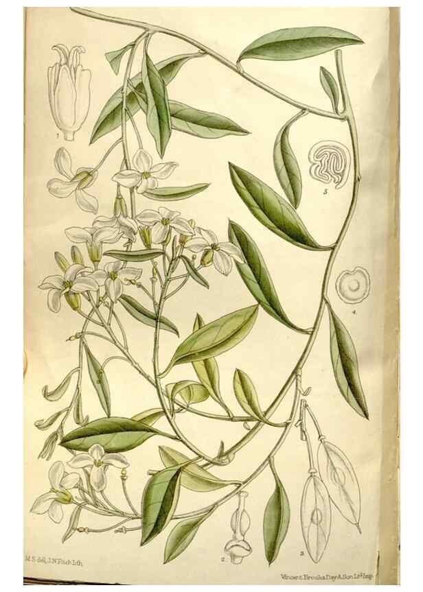 Reproducción/Reproduction 35162956423: Curtis's botanical magazine.. London ; New York [etc.] :Academic Press [etc.]