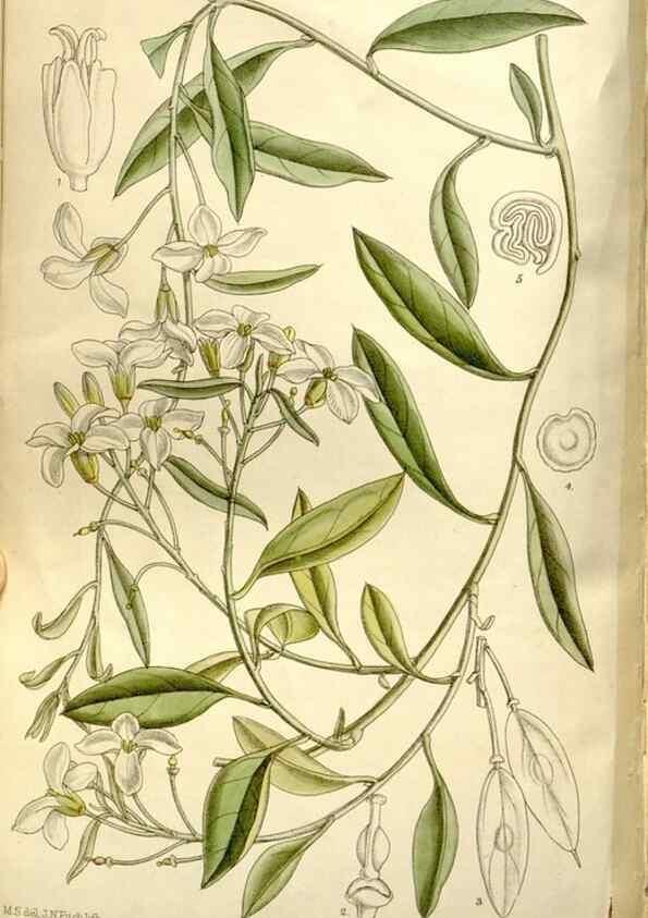Reproducción/Reproduction 35162956423: Curtis's botanical magazine.. London ; New York [etc.] :Academic Press [etc.]