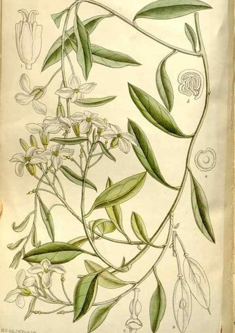 Reproducción/Reproduction 35162956423: Curtis's botanical magazine.. London ; New York [etc.] :Academic Press [etc.]