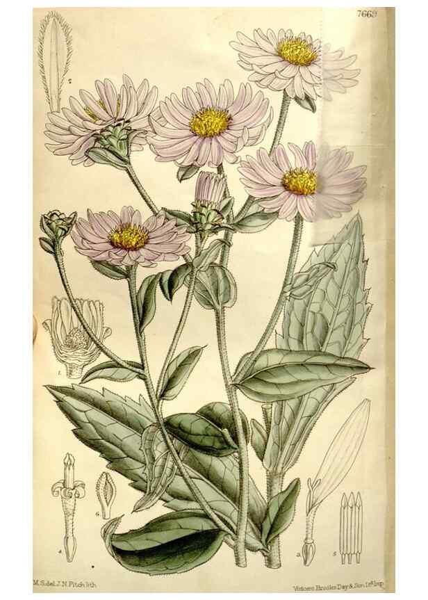 Reproducción/Reproduction 35162959593: Curtis's botanical magazine.. London ; New York [etc.] :Academic Press [etc.]