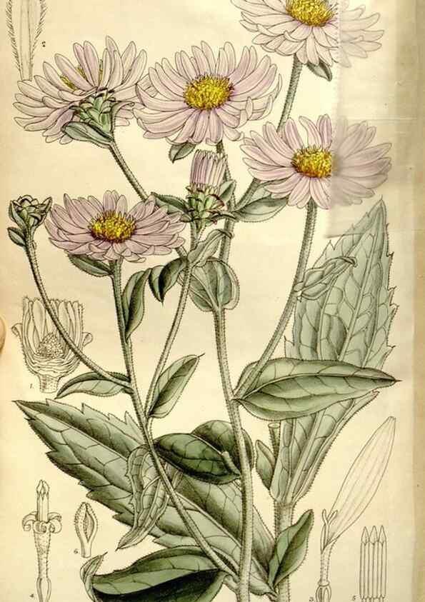 Reproducción/Reproduction 35162959593: Curtis's botanical magazine.. London ; New York [etc.] :Academic Press [etc.]