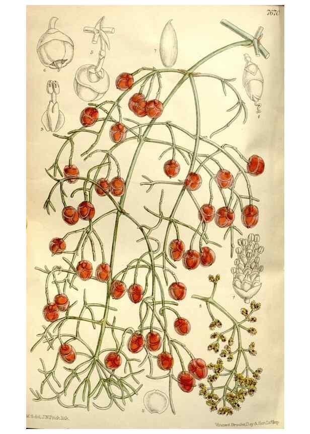Reproducción/Reproduction 35162962423: Curtis's botanical magazine.. London ; New York [etc.] :Academic Press [etc.]