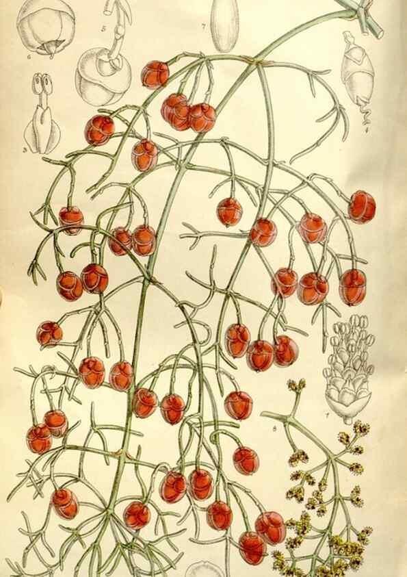 Reproducción/Reproduction 35162962423: Curtis's botanical magazine.. London ; New York [etc.] :Academic Press [etc.]