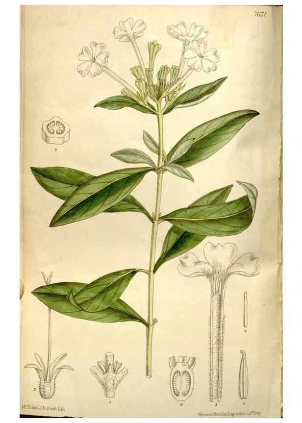 Reproducción/Reproduction 35802223242: Curtis's botanical magazine.. London ; New York [etc.] :Academic Press [etc.]