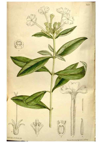 Reproducción/Reproduction 35802223242: Curtis's botanical magazine.. London ; New York [etc.] :Academic Press [etc.]