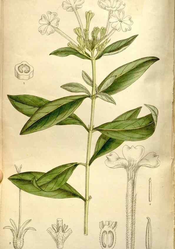 Reproducción/Reproduction 35802223242: Curtis's botanical magazine.. London ; New York [etc.] :Academic Press [etc.]