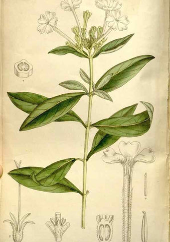 Reproducción/Reproduction 35802223242: Curtis's botanical magazine.. London ; New York [etc.] :Academic Press [etc.]