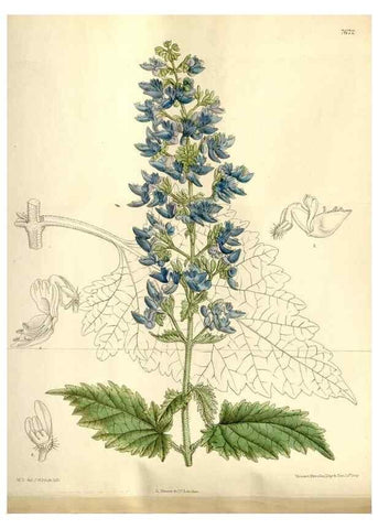 Reproducción/Reproduction 35133044604: Curtis's botanical magazine.. London ; New York [etc.] :Academic Press [etc.]