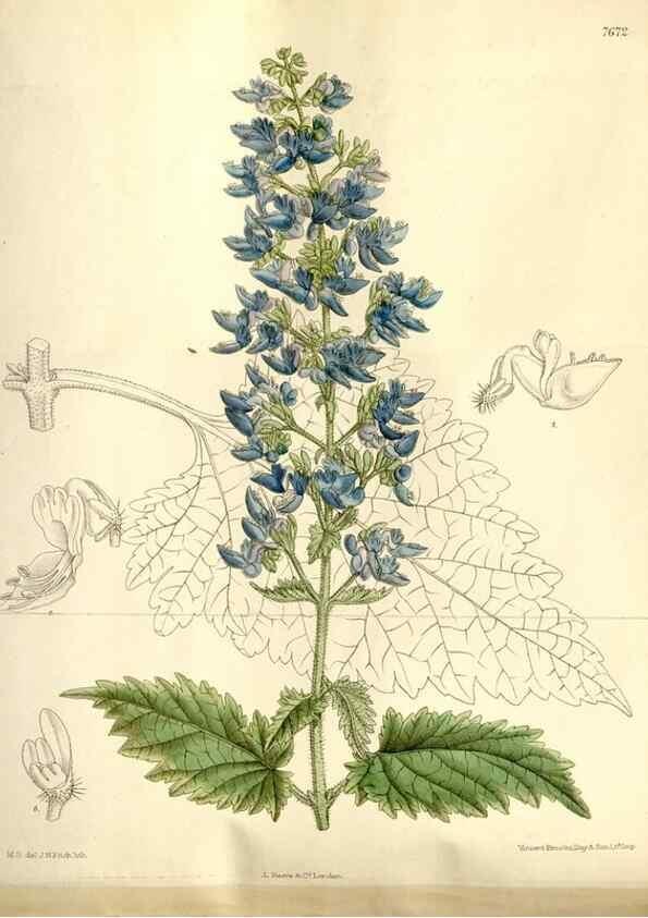 Reproducción/Reproduction 35133044604: Curtis's botanical magazine.. London ; New York [etc.] :Academic Press [etc.]