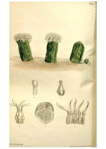 Reproducción/Reproduction 35931515516: Curtis's botanical magazine.. London ; New York [etc.] :Academic Press [etc.]