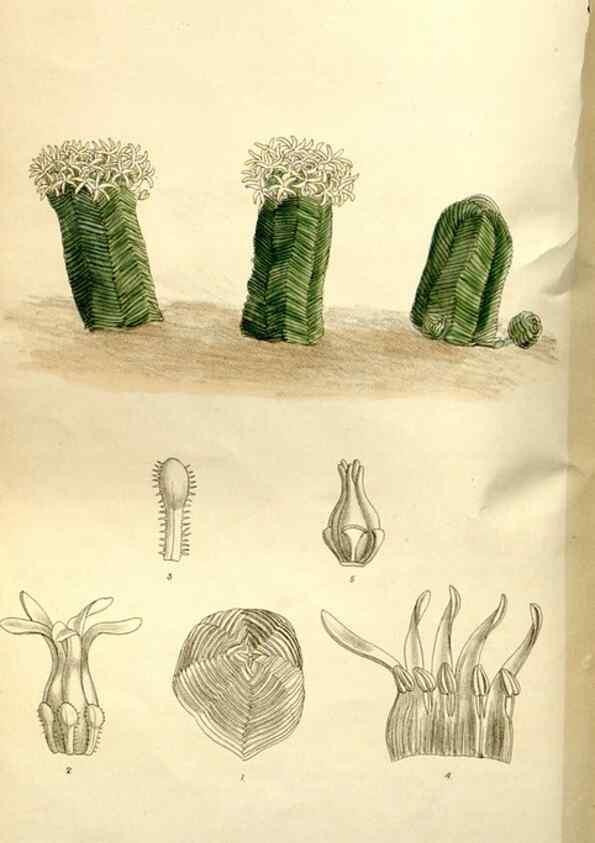 Reproducción/Reproduction 35931515516: Curtis's botanical magazine.. London ; New York [etc.] :Academic Press [etc.]