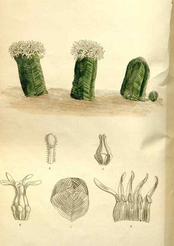 Reproducción/Reproduction 35931515516: Curtis's botanical magazine.. London ; New York [etc.] :Academic Press [etc.]