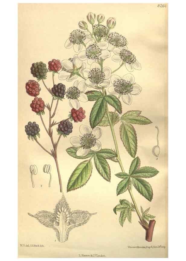 Reproducción/Reproduction 35921904151: Curtis's botanical magazine.. London ; New York [etc.] :Academic Press [etc.]