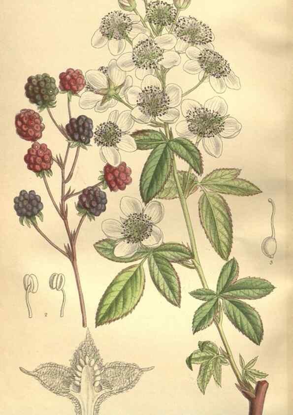 Reproducción/Reproduction 35921904151: Curtis's botanical magazine.. London ; New York [etc.] :Academic Press [etc.]