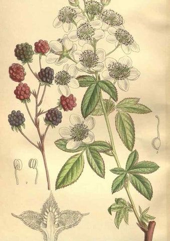 Reproducción/Reproduction 35921904151: Curtis's botanical magazine.. London ; New York [etc.] :Academic Press [etc.]
