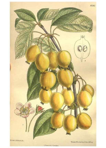 Reproducción/Reproduction 35921905951: Curtis's botanical magazine.. London ; New York [etc.] :Academic Press [etc.]