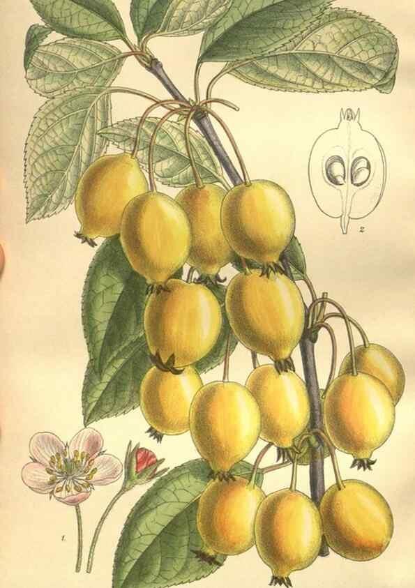 Reproducción/Reproduction 35921905951: Curtis's botanical magazine.. London ; New York [etc.] :Academic Press [etc.]