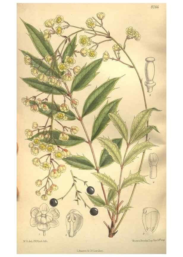 Reproducción/Reproduction 35921907691: Curtis's botanical magazine.. London ; New York [etc.] :Academic Press [etc.]