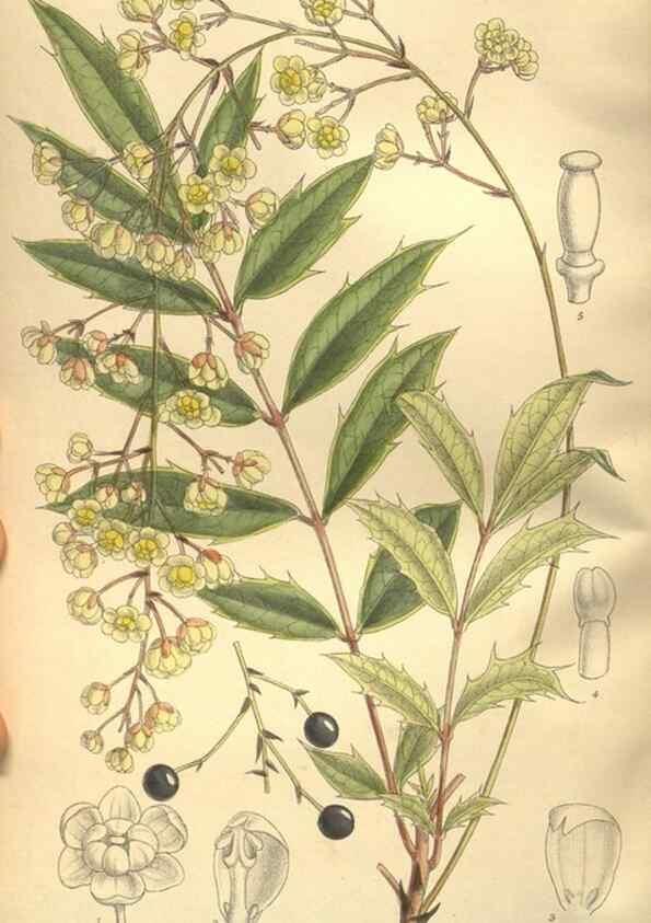 Reproducción/Reproduction 35921907691: Curtis's botanical magazine.. London ; New York [etc.] :Academic Press [etc.]