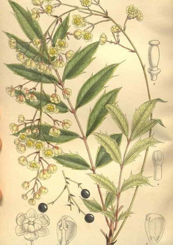 Reproducción/Reproduction 35921907691: Curtis's botanical magazine.. London ; New York [etc.] :Academic Press [etc.]