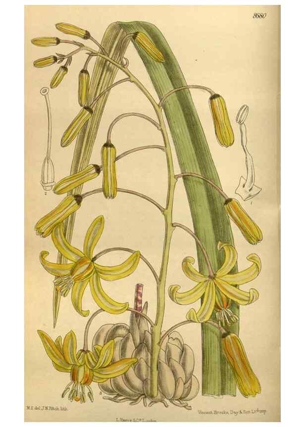 Reproducción/Reproduction 35667507170: Curtis's botanical magazine.. London ; New York [etc.] :Academic Press [etc.]