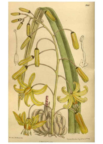 Reproducción/Reproduction 35667507170: Curtis's botanical magazine.. London ; New York [etc.] :Academic Press [etc.]