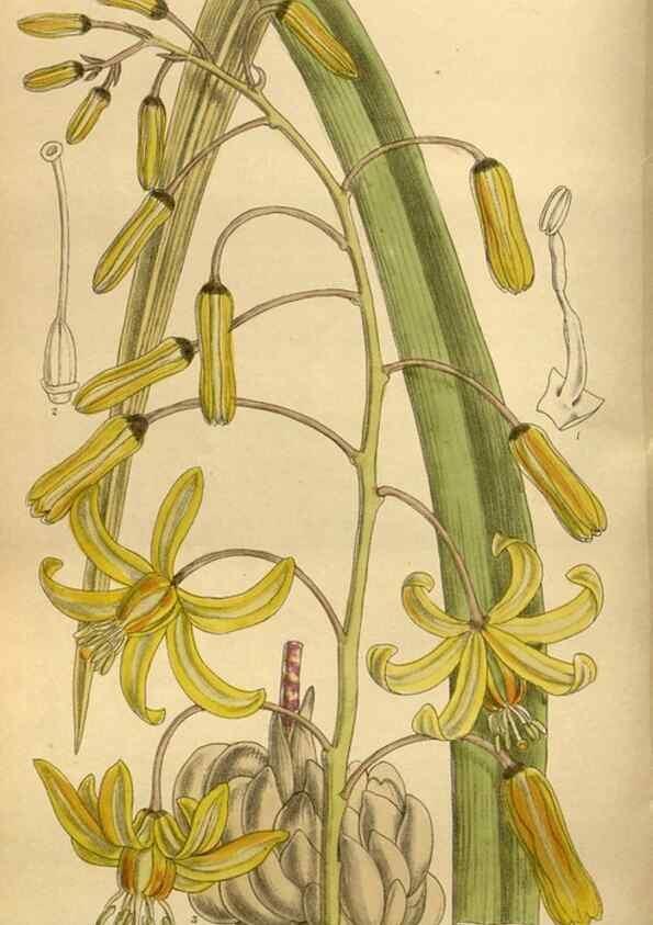 Reproducción/Reproduction 35667507170: Curtis's botanical magazine.. London ; New York [etc.] :Academic Press [etc.]