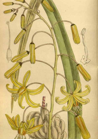 Reproducción/Reproduction 35667507170: Curtis's botanical magazine.. London ; New York [etc.] :Academic Press [etc.]