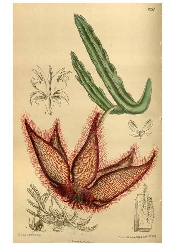 Reproducción/Reproduction 35667510710: Curtis's botanical magazine.. London ; New York [etc.] :Academic Press [etc.]