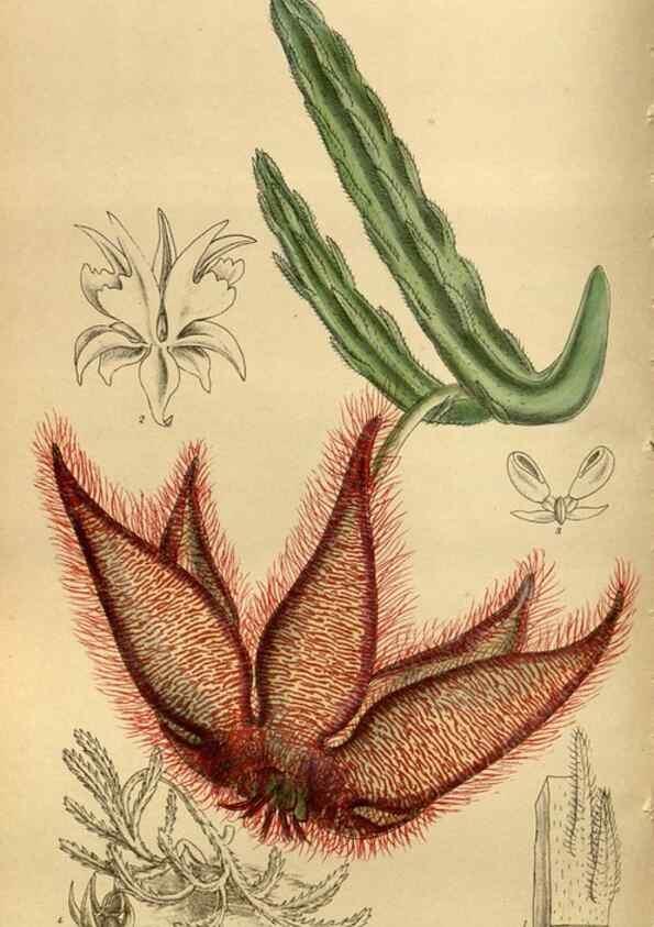Reproducción/Reproduction 35667510710: Curtis's botanical magazine.. London ; New York [etc.] :Academic Press [etc.]