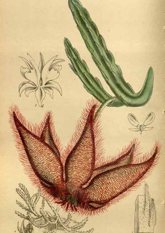 Reproducción/Reproduction 35667510710: Curtis's botanical magazine.. London ; New York [etc.] :Academic Press [etc.]
