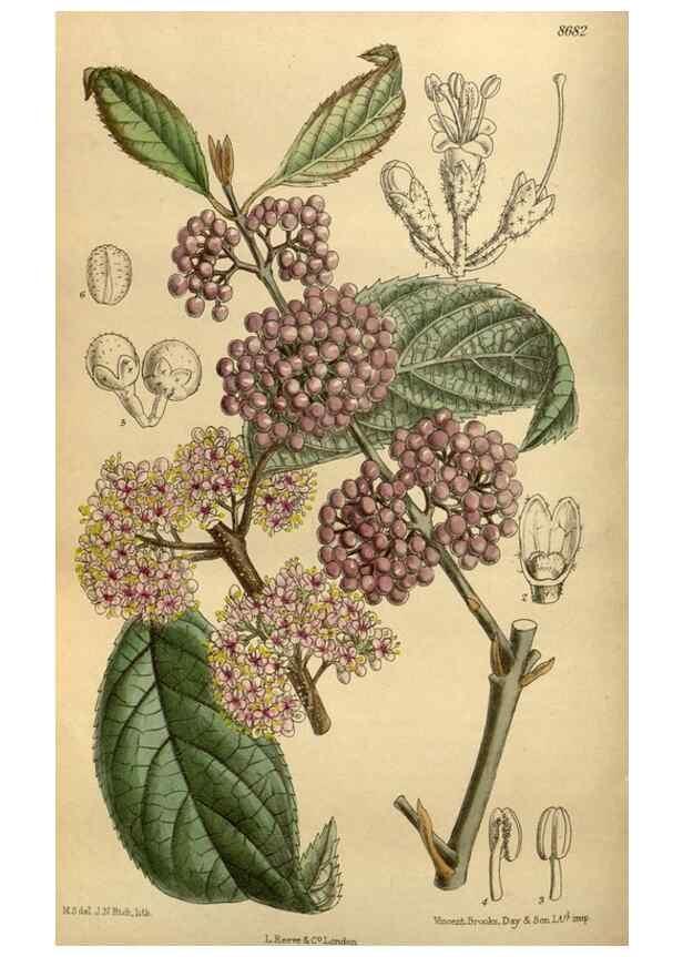 Reproducción/Reproduction 35667513510: Curtis's botanical magazine.. London ; New York [etc.] :Academic Press [etc.]