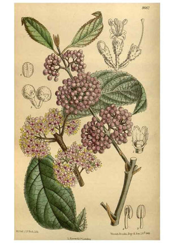 Reproducción/Reproduction 35667513510: Curtis's botanical magazine.. London ; New York [etc.] :Academic Press [etc.]