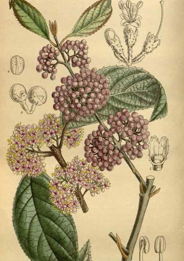 Reproducción/Reproduction 35667513510: Curtis's botanical magazine.. London ; New York [etc.] :Academic Press [etc.]