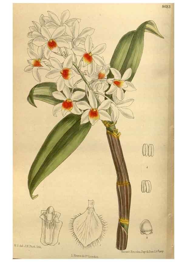 Reproducción/Reproduction 35667516510: Curtis's botanical magazine.. London ; New York [etc.] :Academic Press [etc.]