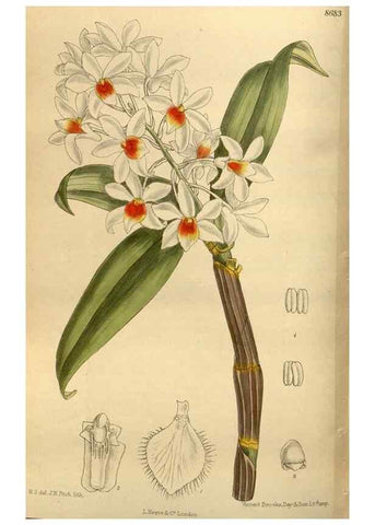 Reproducción/Reproduction 35667516510: Curtis's botanical magazine.. London ; New York [etc.] :Academic Press [etc.]