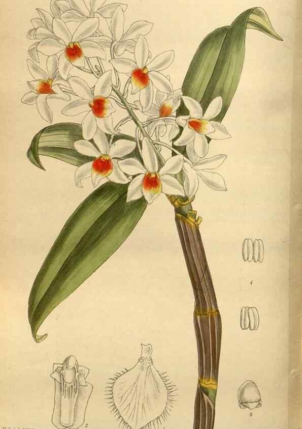 Reproducción/Reproduction 35667516510: Curtis's botanical magazine.. London ; New York [etc.] :Academic Press [etc.]