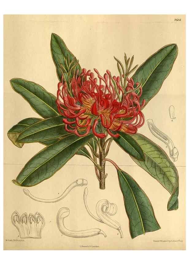 Reproducción/Reproduction 35667518440: Curtis's botanical magazine.. London ; New York [etc.] :Academic Press [etc.]